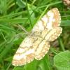 Ematurga atomaria